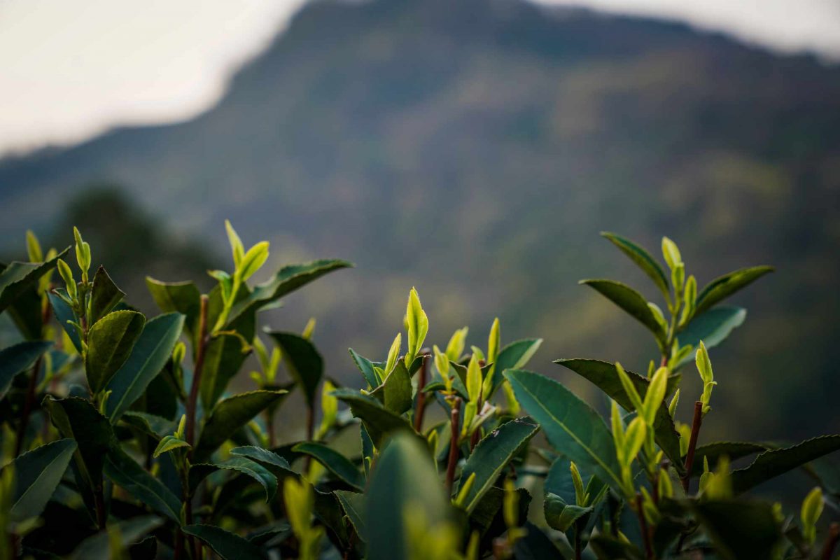 Tea Plant in the mountains